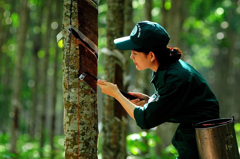 Ấn Độ sẽ đẩy mạnh nhập khẩu cao su, cơ hội cho Việt Nam